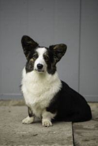 Flutwelle Ruby Reja