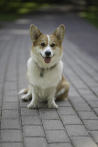 Norbon Hill My Crush Billie Jean Norbon Hill My Crush Billie Jean