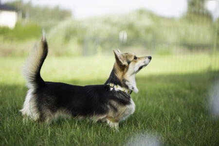 Jackotsy-Bonax Lenney Chica Rinty