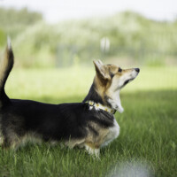 Jackotsy-Bonax Lenney Chica Rinty