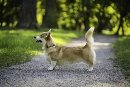 Cambrica Ponies Biscuit Cambrica Ponies Biscuit