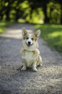 Cambrica Ponies Biscuit Cambrica Ponies Biscuit