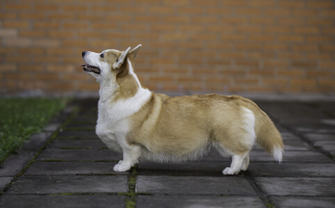 Cambrica Ponies Berta Cambrica Ponies Berta