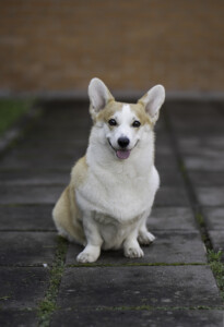 Cambrica Ponies Berta Cambrica Ponies Berta