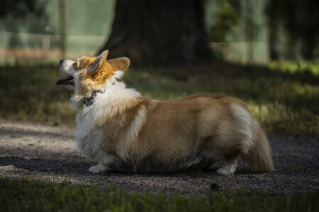 Corgirix King Of My Heart