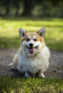 Corgirix King Of My Heart